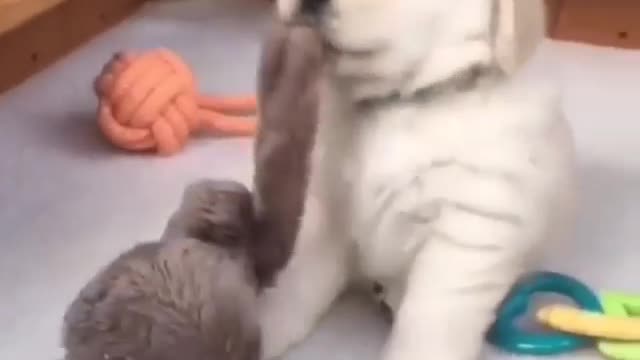 Dog in funny Mood
