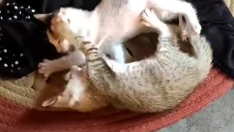 #cat_funny_video #cat_videos #comedy Tik Tok Cat Funny video #38