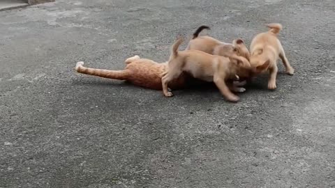 Playful Puppies Perturb Poor Kitty