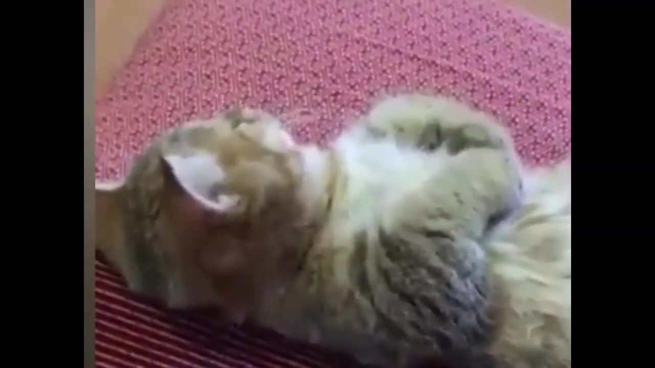 Cat Pats Itself