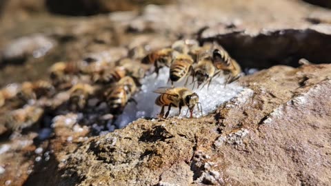 Bees Enjoy a Sugary Feast