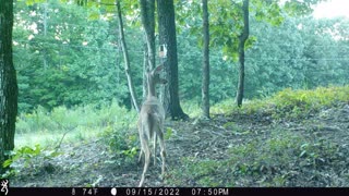 The Woods – 09/16/2022