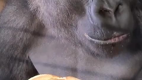 Gorilla attack