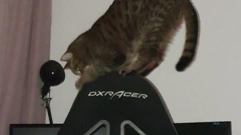 cat is destroying chair