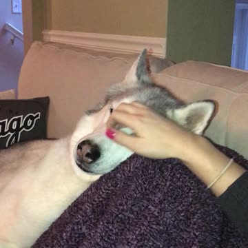 Shockingly quiet moment for tantrum-throwing husky