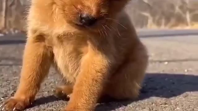 The most beautiful dog in the world, funny and very handsome