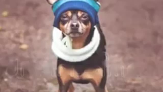 Cute_dogs_#shorts_#tiktok_#trending_#dog_#viral_#_#funny_#petreaction_#op