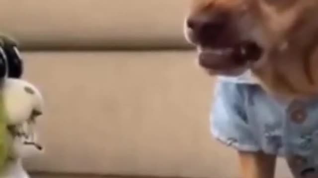 Funny Dogs Reaction To Vet 😆 You'll LAUGH more than you should!