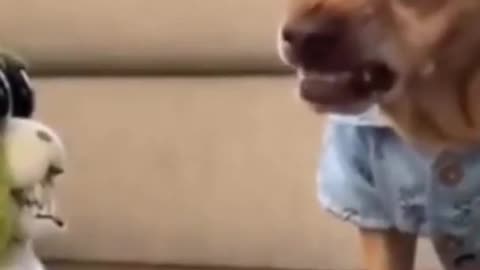 Funny Dogs Reaction To Vet 😆 You'll LAUGH more than you should!