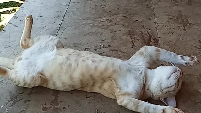 Sleeping cat😆