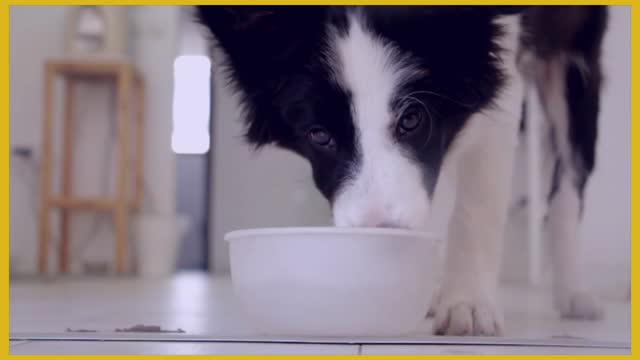 A cute Thirsty Dog Anxiously Drinking Water