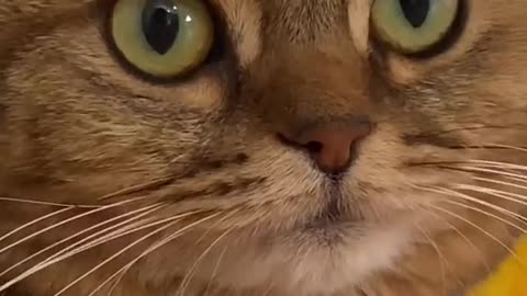 Cat Having Such A Terrific Dream - Funny