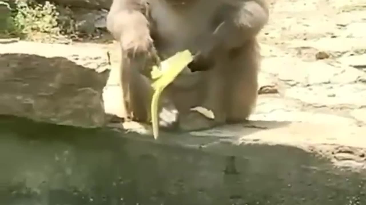 Cute 🥰 and Funny 🤣🤣🤣 Animal Videos