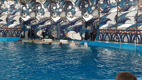 Dolphinarium in Sochi