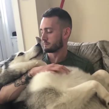 Dog Asking For Attention From Its Owner Like A Baby