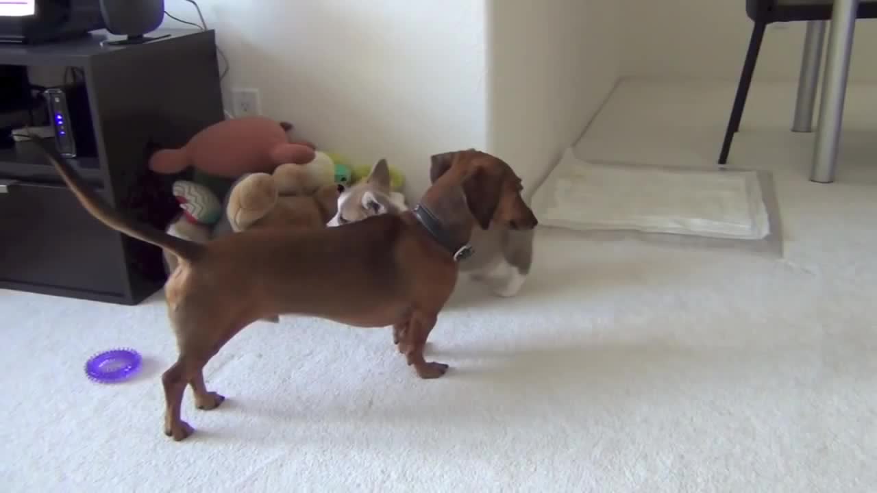 Dachshund totally ignores playful corgi puppy