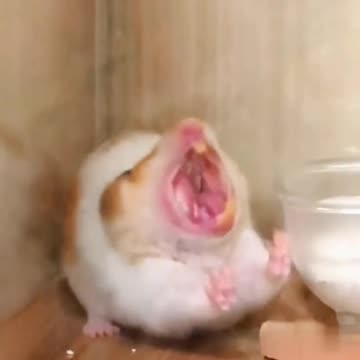 Hamster roaring like a lion🤣🤣🤣