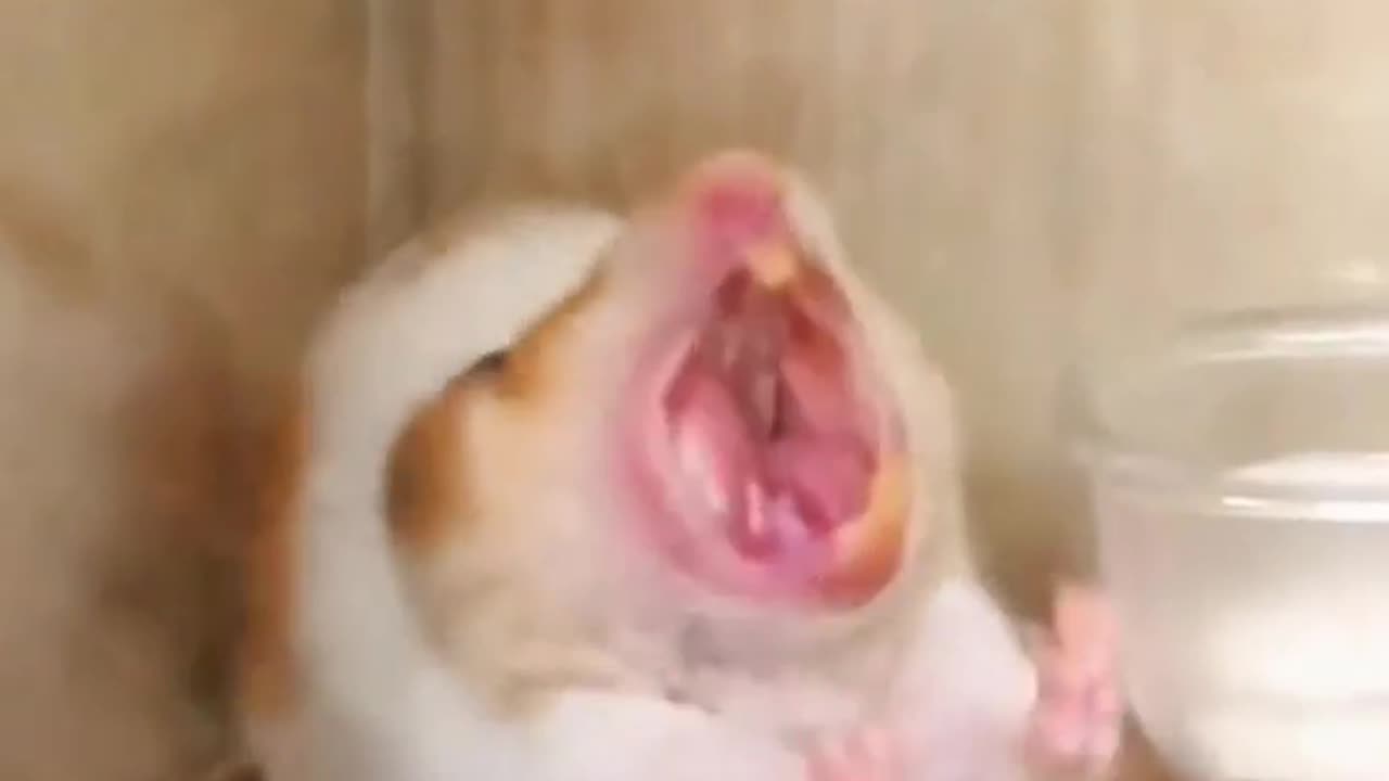 Hamster roaring like a lion🤣🤣🤣