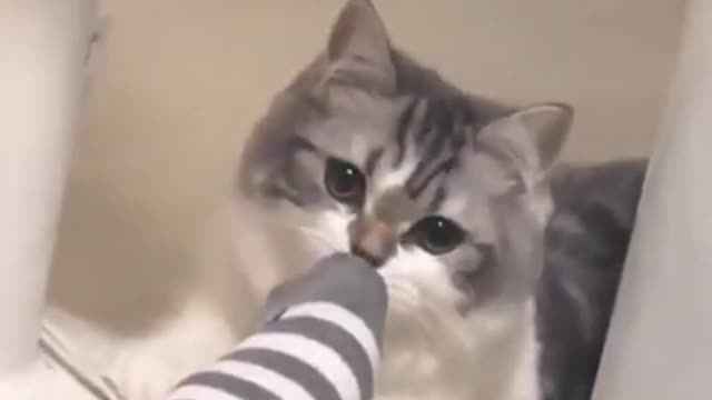 Funny animals. TRY NOT TO LAUGH CHALLENGE