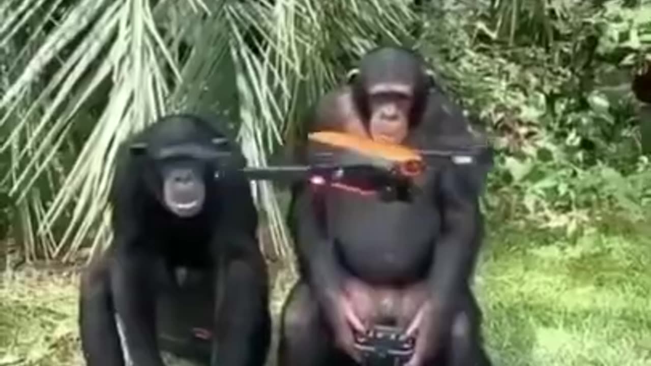 #66 - Adorable and Amusing Animals