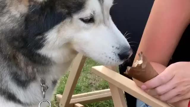 Husky can't stop eating icecream
