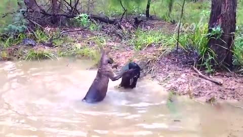 ANIMALS MESSED WITH THE WRONG OPPONENT