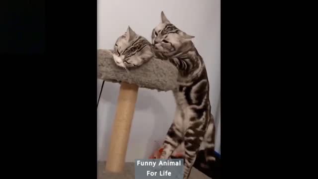 Funny pet compilation try not to laugh #cat #pussy #bunny #kitten