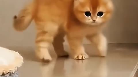 Funny cat 🤣