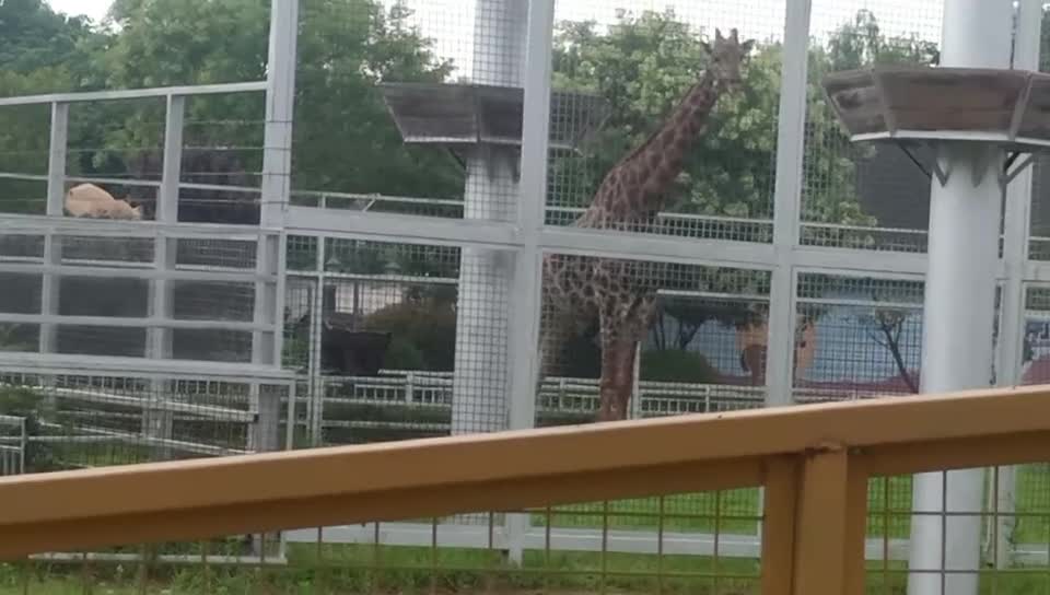 The giraffe looked at me from a distance and didn't know what to think!