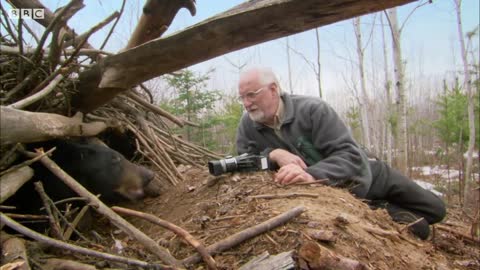 Picture Day for CUTE Bear Cubs! | BBC Earth