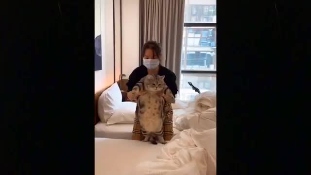 cute funny pet animal