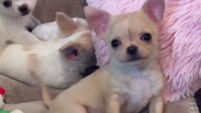 Actually, Chihuahuas are cute