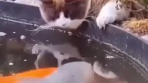 Funny cat video