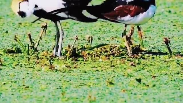 The multicolored birds that love cleanliness clean their feathers