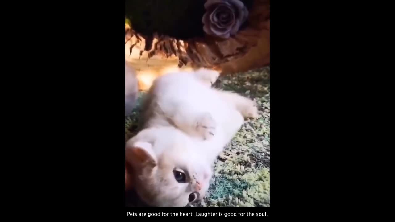 Funny Cat Videos #10 😹 😹😹 - Cute Cats and Baby Kittens To Keep You Smiling and Laughing ❣️❣️❣️