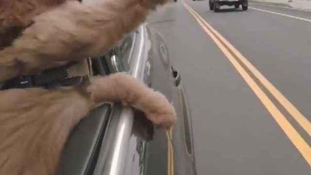 poodles#poodlelovers#dog