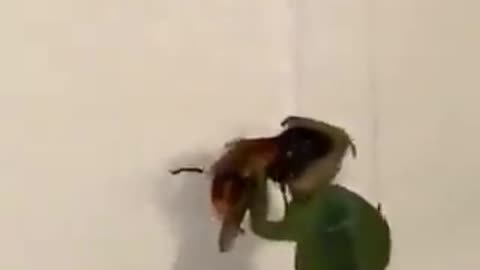 Praying Mantis vs. Hornet