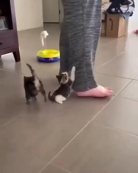 My cat - hey! I want to play with you🐱