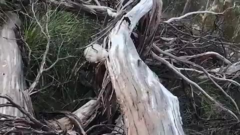 Plunked