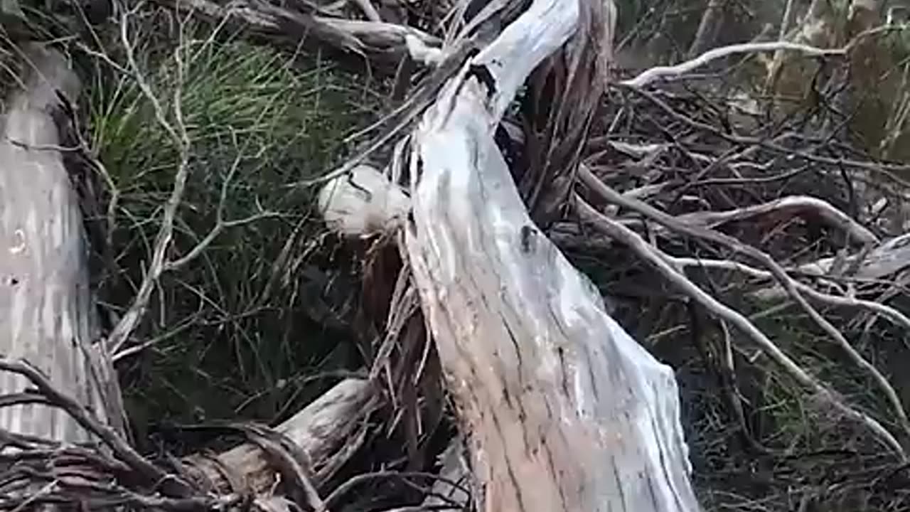 Plunked
