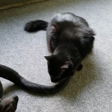 Funny cat video, Buddy and Nala