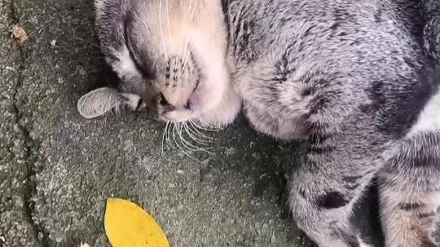 爱睡觉的下午