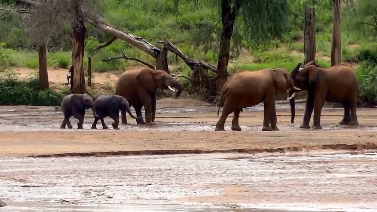 Most Funny and Cute Baby Elephant Videos