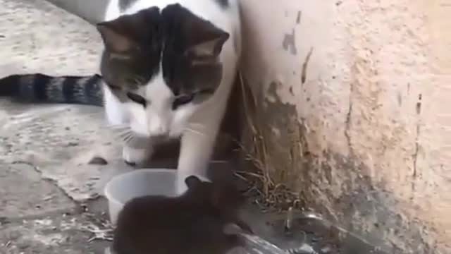 tom and jerry IN REAL