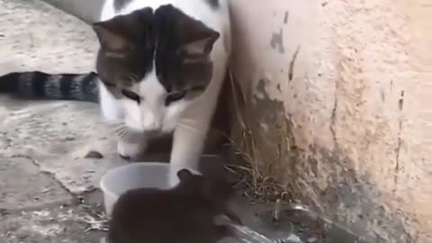 tom and jerry IN REAL