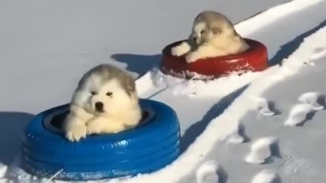 Super Cute Alaskan Malamute Puppies