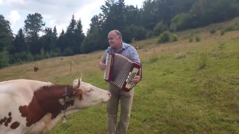 Cow in love with accordion.