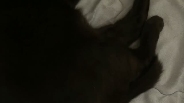 A sleeping black cat