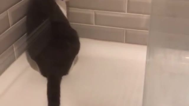 oh my god watch how that cat hit his face
