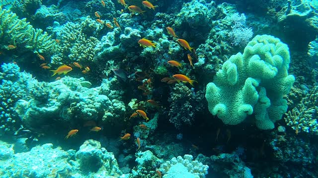 Coral reef and water plants in the Red Sea, Dahab, blue lagoon Sinai Egypt 5